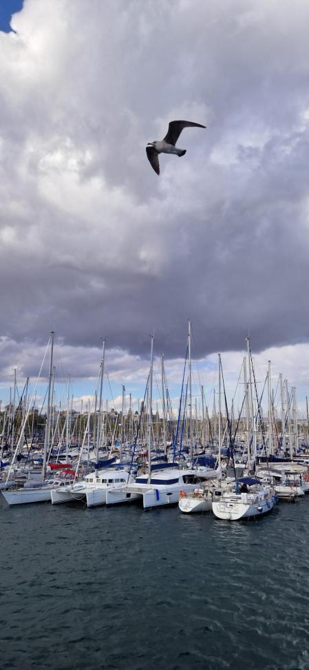 La gaviota huidiza del Port Vell.