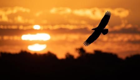 Un águila al atardecer