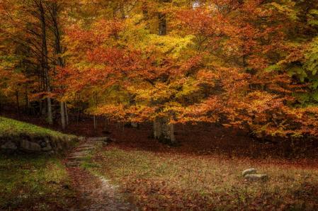 Otoño en el bosque de Conangles.