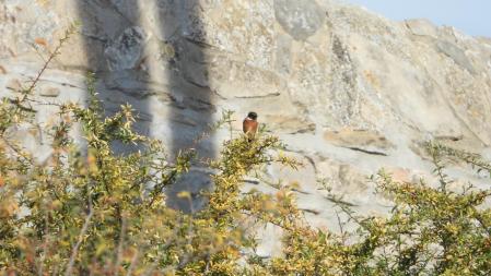 La tarabilla africana.