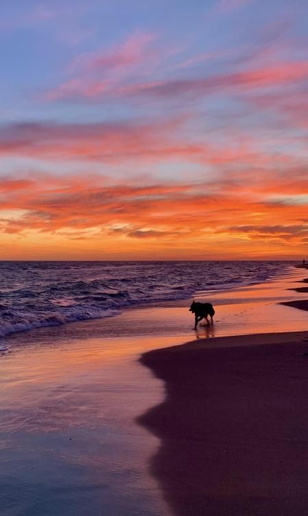 Puesta de sol otoñal del perro en Gavà.