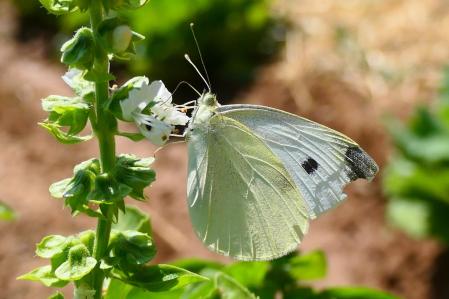 Mariposa de la col en el huerto del monasterio de Pedralbes.