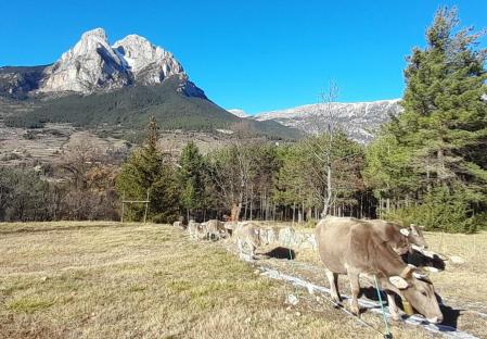 Las vacas regresan de pastar, con el Pedraforca al fondo.
