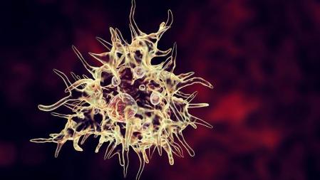 Ilustración de la 'Acanthamoeba castellanii', la ameba, que se encuentra en todos los hábitats acuáticos y en el suelo y que causa queratitis, especialmente entre los usuarios de lentes de contacto