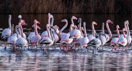 Reunión de flamencos jóvenes y adultos en los Aiguamolls del Empordà.