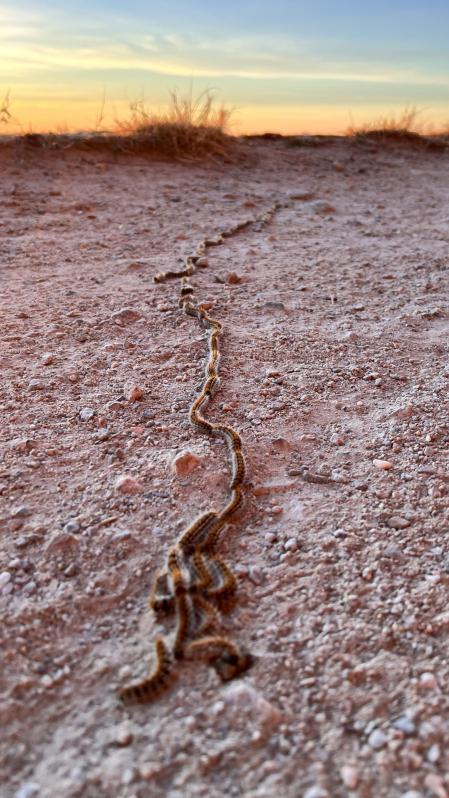 La procesionaria en la Carretera de las Aguas a principios de febrero.