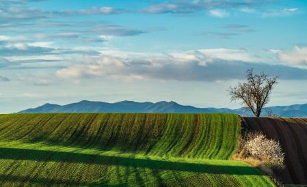 Campo verde resaltado por las últimas lluvias en la sierra de Can Sabater.