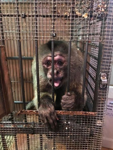 Otra imagen del mono capuchino del Eixample