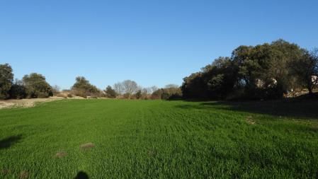 Reto visual: ¿Eres capaz de encontrar al conejo?