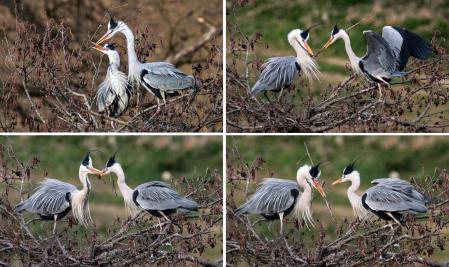 La ceremonia de entrega de la rama del macho a la hembra en las garzas reales cuando hacen el nido.