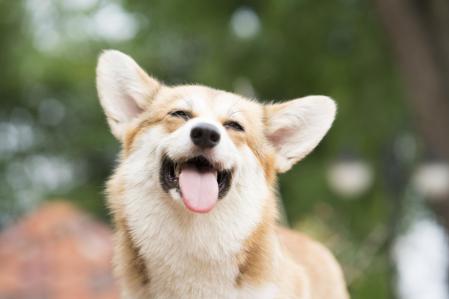 El Corgi es una raza de perro de tamaño pequeño a mediano conocida por su cuerpo alargado y sus patas cortas