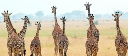 Jirafas en el Parque nacional Serengueti.