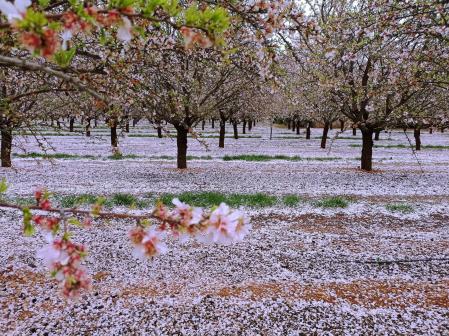 La bella floración tardía del almendro Soleta.