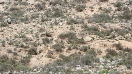 Reto visual: ¿Dónde está la perdiz?