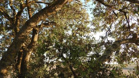 Reto visual: ¿Cuántos espárragos verdes hay en esta fotografía?