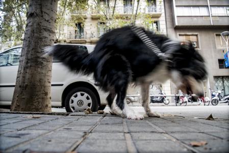 foto XAVIER CERVERA 20/10/2018 en la calle de zonas urbanas, metropolitanas, como barcelona, se mezclan ciudadanos civicos e incivicos : en el caso de animales domesticos, como los perros, unos recogen sus necesidades fisiologicas, excrementos, cacas, cuando defecan, con bolsita y lo tiran a la basura... y otros no; fotografiado un perro de raza border collie mezclado con 'gos de tura' cerca de plaza tetuan, eixample