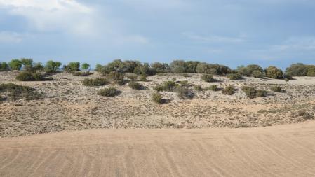 Reto visual: ¿Dónde está el corzo?