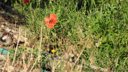 Reto visual: ¿Cuántos gorriones puedes ver en esta fotografía?