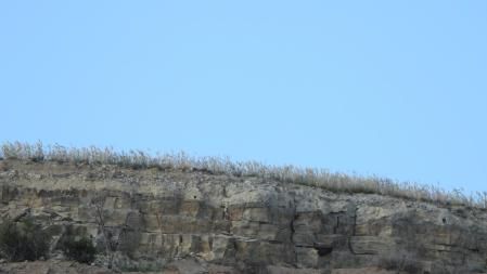 Reto visual: ¿Eres capaz de encontrar al milano negro?