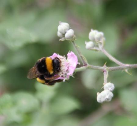 Abejorro en Vallvidrera.