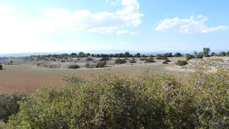 Reto visual: ¿Dónde está la libélula roja?