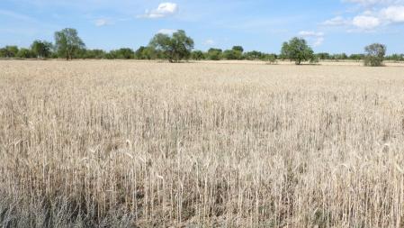 Reto visual: ¿Dónde está la libélula roja?