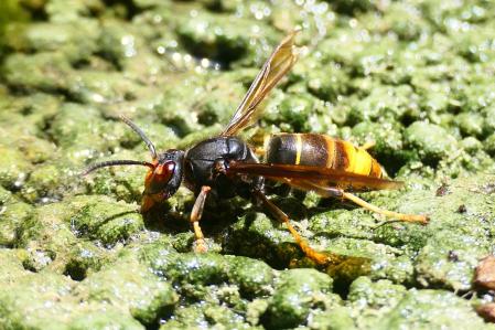 Avispa asiática.