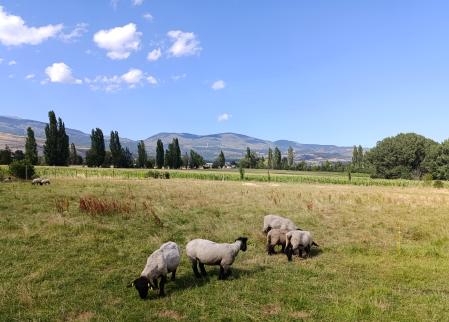 Ovejas pastando en el campo.