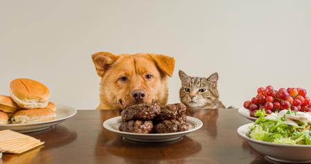 Perro y gato, a punto de comer
