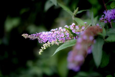 Lavanda silvestre de los bosques prepirenaicos.