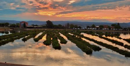 Los surcos del amanecer en el Parc de l'Agulla de Manresa.