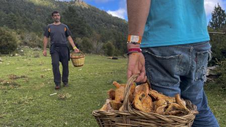 UN BOLETAIRE RECOGIENDO ROVELLONS EN LA COMARCA DEL BERGADA.