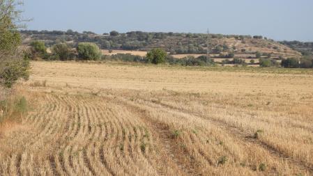 Reto visual: ¿Cuántas perdices puedes ver en esta fotografía?