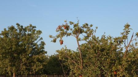 Reto visual: ¿Dónde están las dos libélulas?