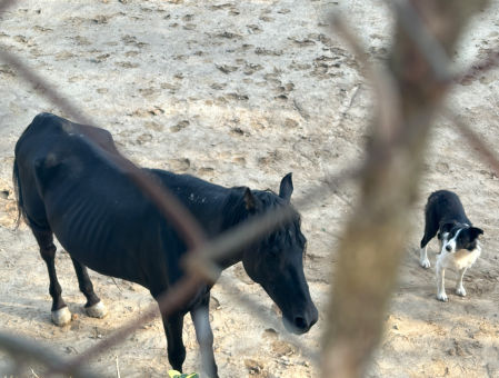 “Éste es sólo un ejemplo de lo que está pasando con los caballos en Catalunya y en toda España. La Ley de protección y bienestar animal no los tiene en cuenta porque no son de consumo, molestan
