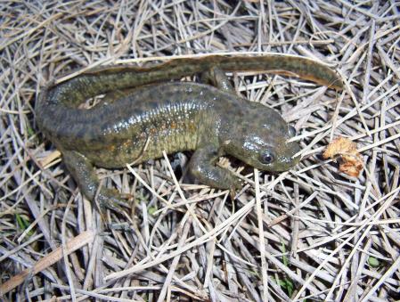 El gallipato, con su característica cola.