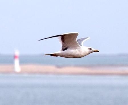 Gaviota en pleno vuelo en el Far del Fangar.