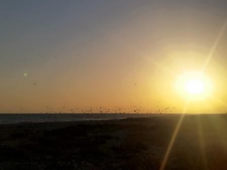 Atardecer de las aves en la desembocadura del Foix en Cubelles.