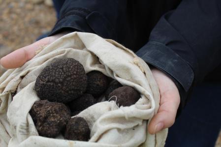 La temporada de recogida de la trufa empieza en noviembre y finaliza en marzo