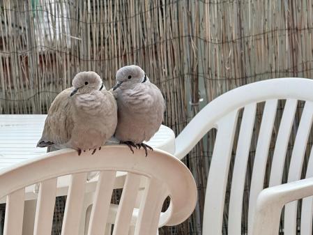 Pareja de tórtolas.