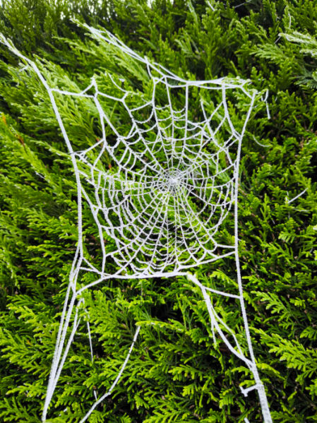 Telaraña de hielo en el Camino de Santiago.
