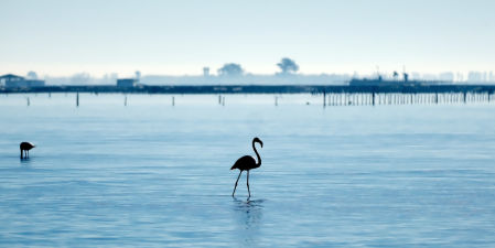 El paraíso azul de los flamencos en el Delta del Ebro.