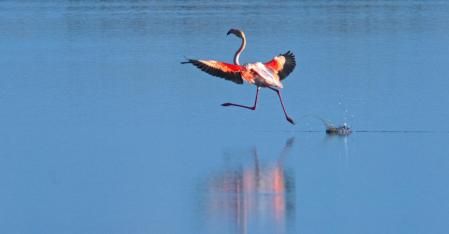 El flamenco corredor del Delta del Ebro.