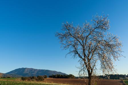 Almendro en flor en Sant Antoni de Vilamajor.
