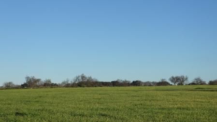 Reto visual: ¿Puedes ver dónde está el pájaro?