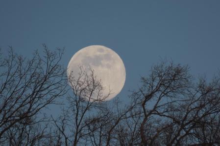 Luna entre robles en Aldeanueva de la Vera.
