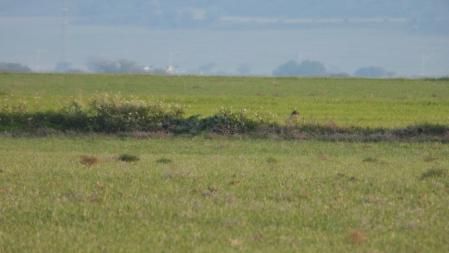 Reto visual: ¿Eres capaz de ver dónde se esconde el pájaro?