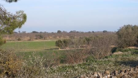 Reto visual: ¿Eres capaz de ver dónde está el águila?