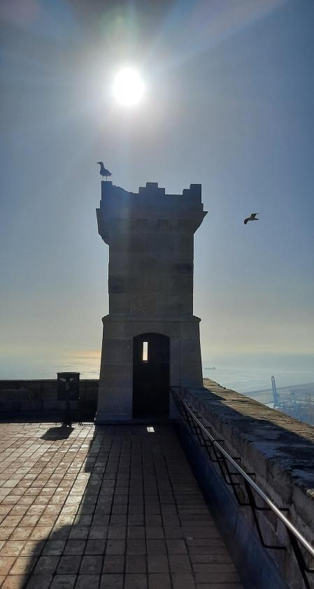 Gaviotas en la torre del castillo de Montjuïc.