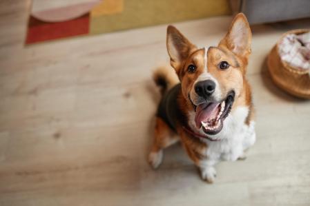 Top down portrait of happy dog looking up at camera with smile and tongue out, copy space